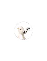 LITTLE BIRDIE 2.webp