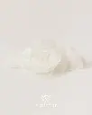 Angelwings_30001_AC.webp